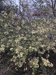 Pithecellobium unguis-cati