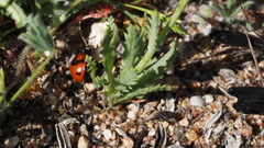 Gilia diegensis