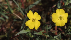 Camissoniopsis ignota