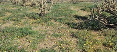 Camissoniopsis ignota