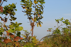 Tyrannus savana