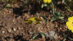 Camissoniopsis ignota