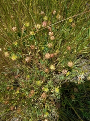 Trifolium fucatum