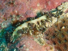 Maritigrella eschara