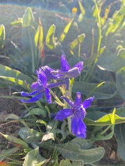 Delphinium decorum