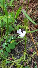 Tephrosia spicata