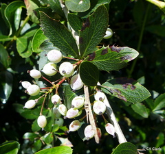 Berberis glaucocarpa
