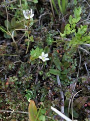 Gentianella grisebachii