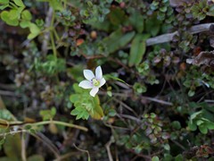 Gentianella grisebachii