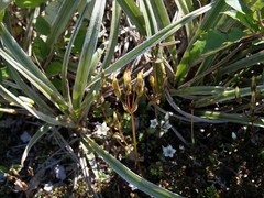Gentianella montana ionostigma