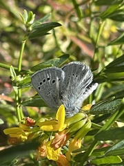 Glaucopsyche lygdamus australis