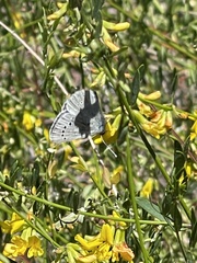 Glaucopsyche lygdamus australis