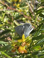 Glaucopsyche lygdamus australis