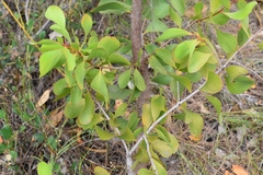 Persoonia elliptica