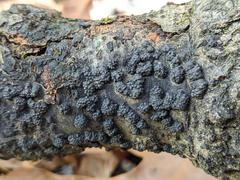 Annulohypoxylon truncatum