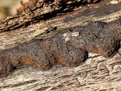 Annulohypoxylon truncatum