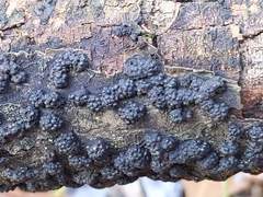 Annulohypoxylon truncatum