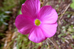 Oxalis bowiei