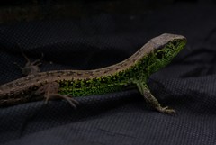 Lacerta agilis