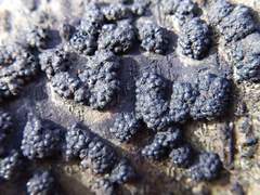 Annulohypoxylon truncatum