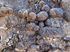 Annulohypoxylon truncatum