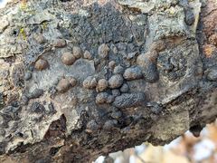 Annulohypoxylon truncatum