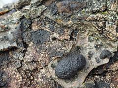 Annulohypoxylon truncatum