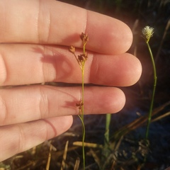 Rhynchospora globularis pinetorum