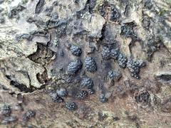 Annulohypoxylon truncatum