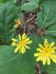 Hieracium venosum