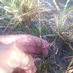 Rhynchospora globularis pinetorum