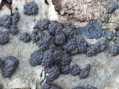 Annulohypoxylon truncatum