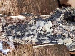 Annulohypoxylon truncatum