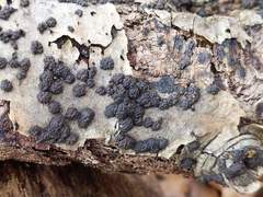 Annulohypoxylon truncatum