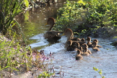 Anas georgica spinicauda
