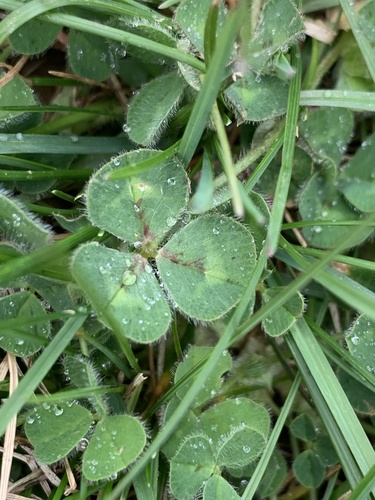 Trifolium subterraneum iNat (3)