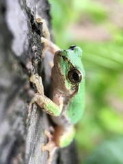 Hyla japonica