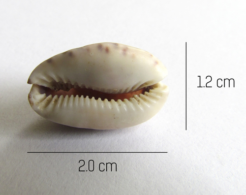little Arabian cowrie