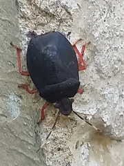 Discocephalinae