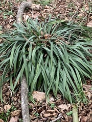 Ophiopogoneae