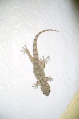 Tarentola mauritanica