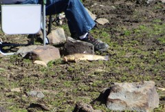 Catostomus macrocheilus