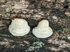 Truncospora wisconsinensis