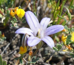 Brodiaea terrestris