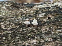 Truncospora wisconsinensis