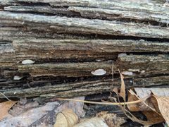 Truncospora wisconsinensis