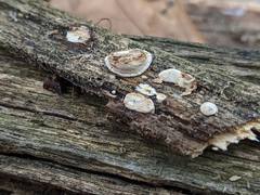 Truncospora wisconsinensis