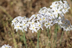 Leucocoryne ixioides