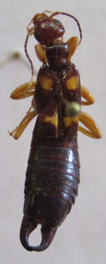 Carcinophora percheroni