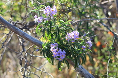 Solanum crispum
